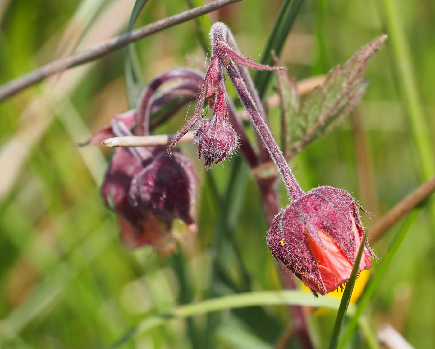 Avens, Water flower